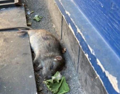 巨型老鼠爆料视频播放下载,播放下载背后的惊人真相